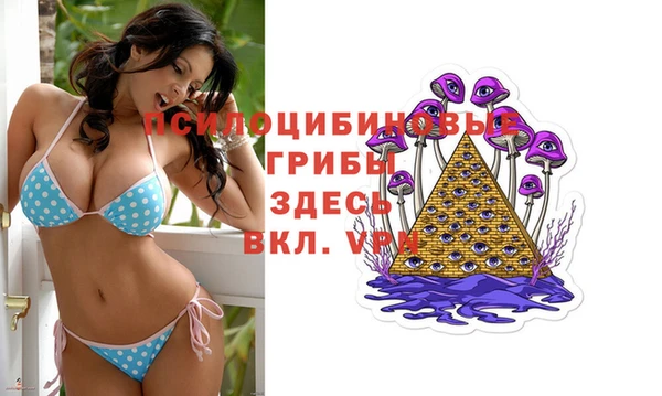 хмурый Аркадак